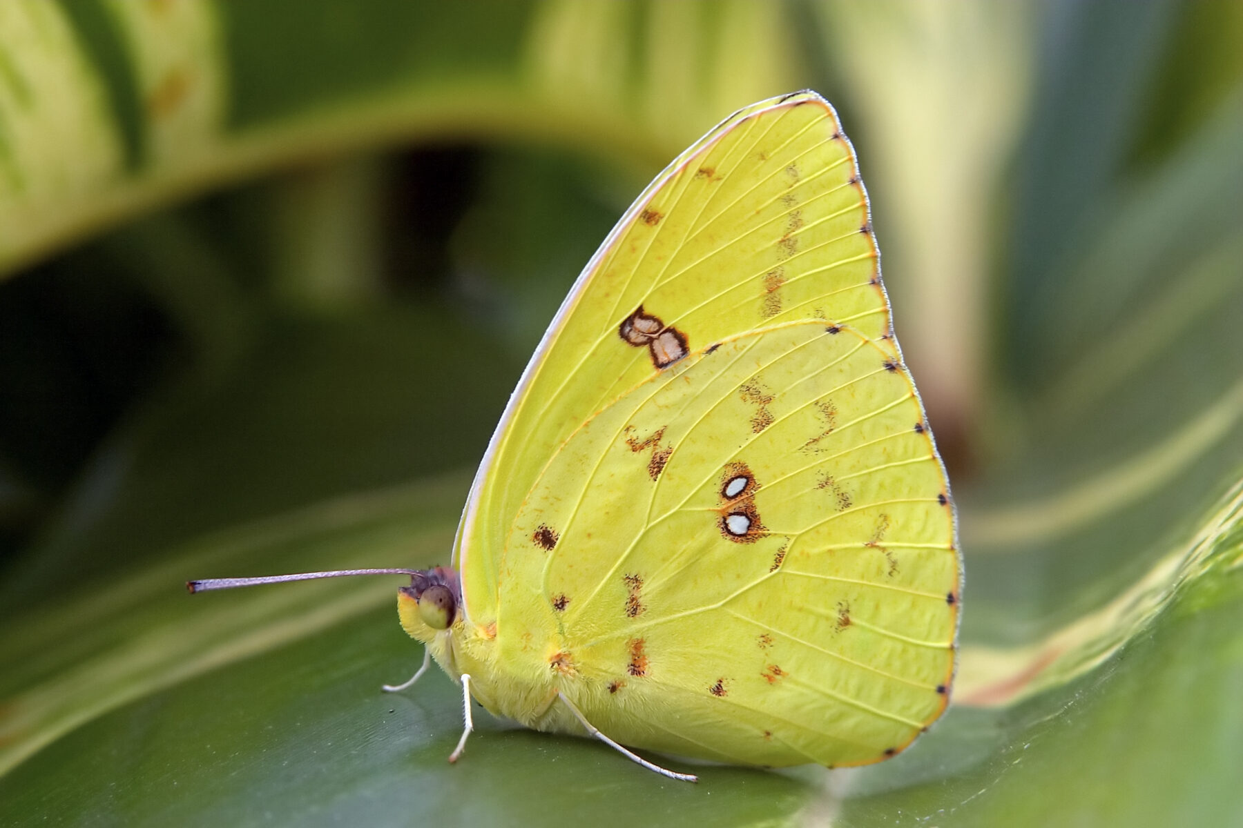 cloudless giant sulphur butterfly