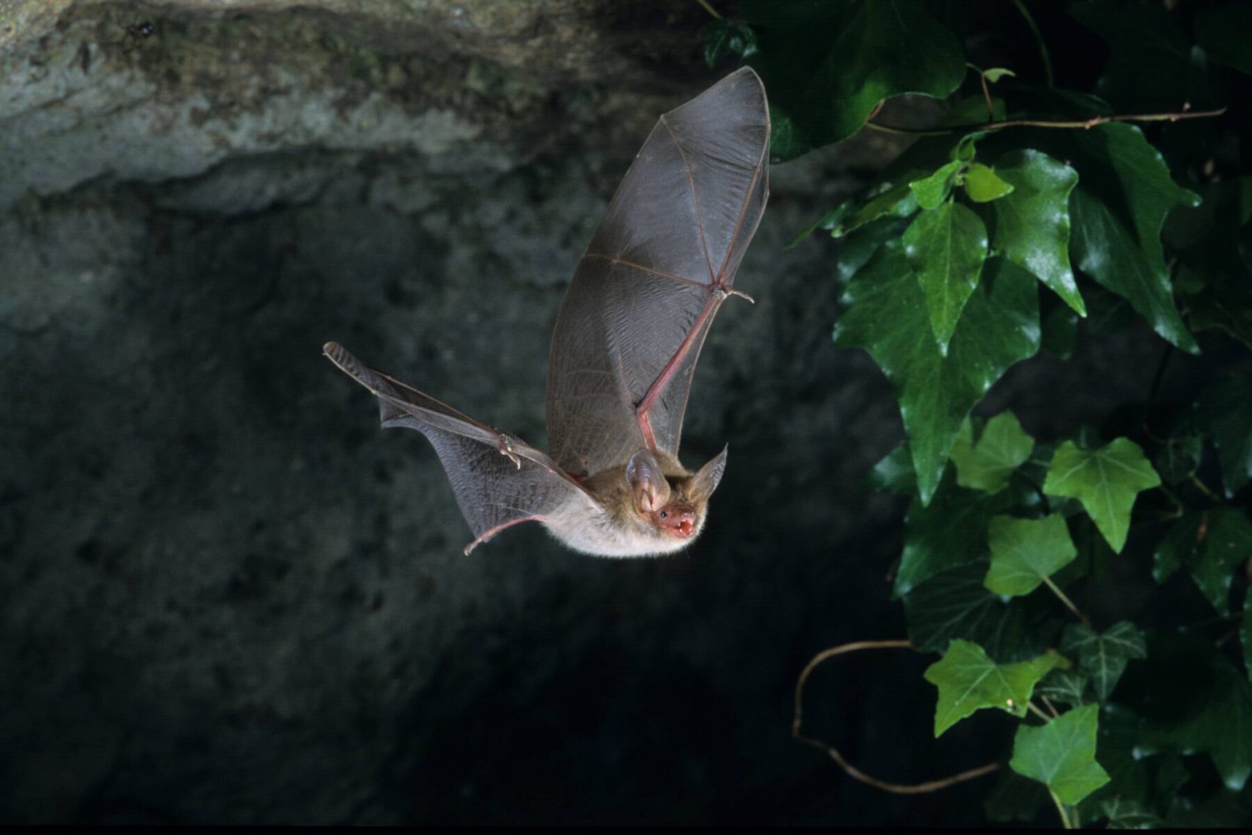 bechstein bat,bat walk at broadhurst park local nature reserve